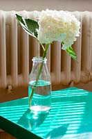 Hydrangea flower in glass bottle