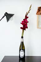 Gladioli flowers in wine bottle
