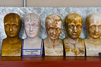 Phrenology busts