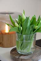 Vase of Tulip buds