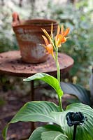 Canna lily in flower
