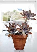 Succulent plant in terracotta pot