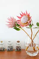 Protea flowers in glass vase