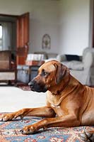 Pet dog sitting on rug