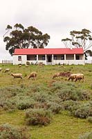 Livestock grazing in front of farmhouse