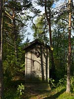 Shed in woodland garden