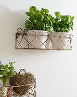 Pots of Basil in wire shelves