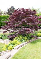 Maple tree and Ladys mantle in garden border