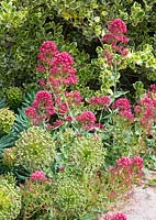 Valerian flowering in garden border