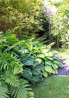 Hostas and ferns in garden border