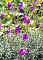 Erysimum flowering in garden border