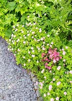 Geraniums flowering in garden border