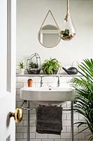 Houseplant display around sink
