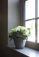 Hydrangea plant in wicker basket