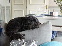 Dog sitting on grey cushion