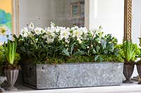 Galvanized trough of Christmas Rose plants on mantlepiece