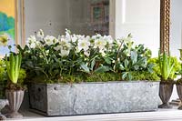 Galvanized trough of Christmas Rose plants on mantlepiece