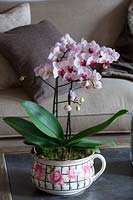 Flowering Orchid in patterned pot