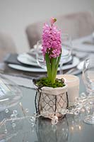 Hyacinth in wire pot