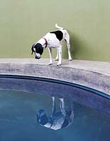 Dog staring into pool