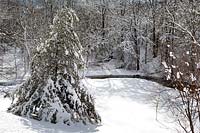 Woodland garden in snow