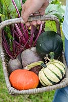 Carrying basket of freshly picked vegetables