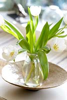 White Tulips in glass jug