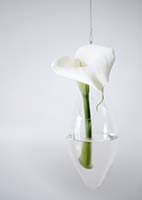 Calla flower in hanging vase