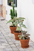 Succulents in clay pots