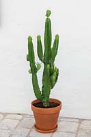 Cactus in clay pot against whitewashed wall