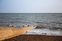 Seagulls perched on groyne