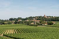 View over vineyards, France