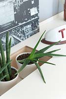 Aloe vera plants in white pots