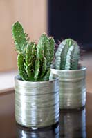 Cacti in glazed pots