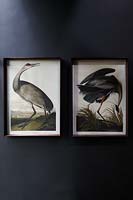 Ornithological paintings