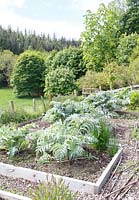 Artichokes growing in vegetable beds