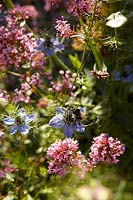 Bee visiting Nigella flower