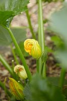 Courgette plant in flower
