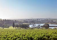 View over vineyards, Stellenbosch, South Africa
