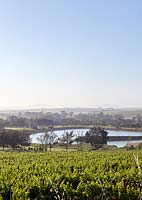 View over vineyards, Stellenbosch, South Africa