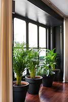 Houseplants at window