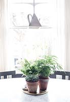 Houseplants on dining table
