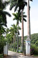 Avenue of palm trees