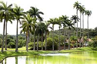 Tropical garden with lake