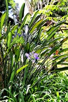Agapanthus plant in flower
