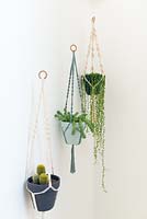 Houseplants in hanging pots