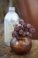 Astrantia flowers in metal vase