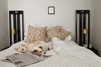 Dogs sleeping on bed