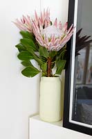 Protea flowers in white pot