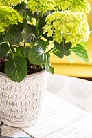 Hydrangea plant in patterned pot